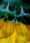 USA, Indiana, Fishers. Close-up side of yellow sunflowers. Art Print